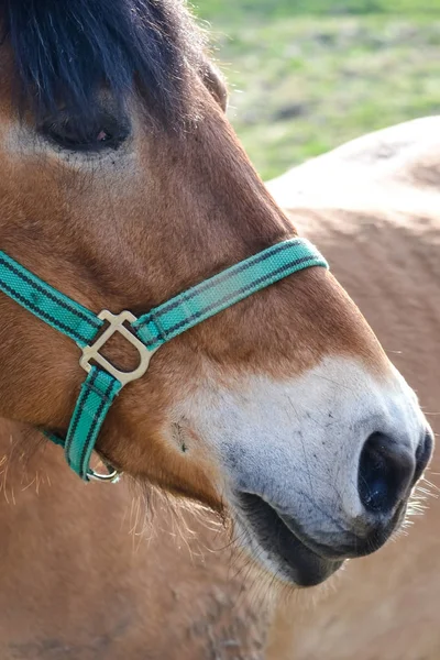 馬の放牧草原 茶色のエレガンス — ストック写真