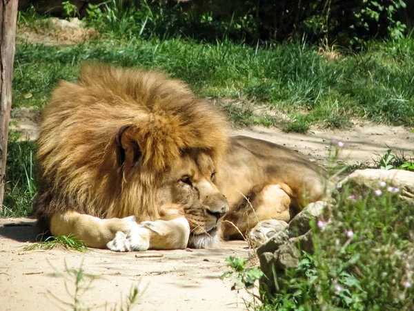 Elegancki lew jest królem zwierząt — Zdjęcie stockowe