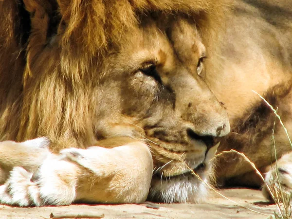 Elegant lion is the king of animals — Stock Photo, Image