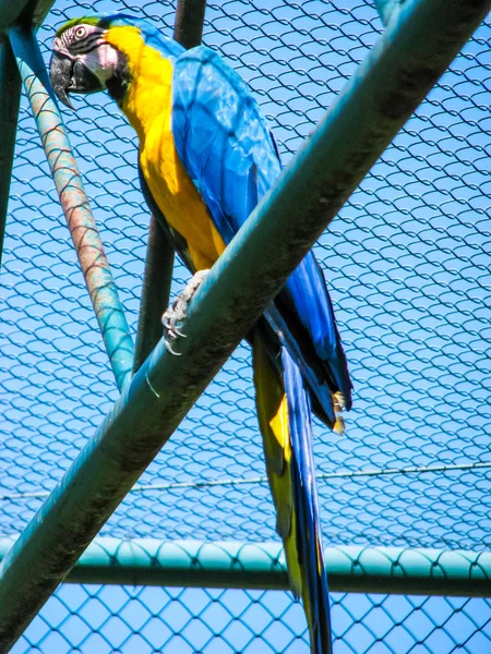 Bunt sprechender Papagei sitzt in Voliere auf einem Ast — Stockfoto