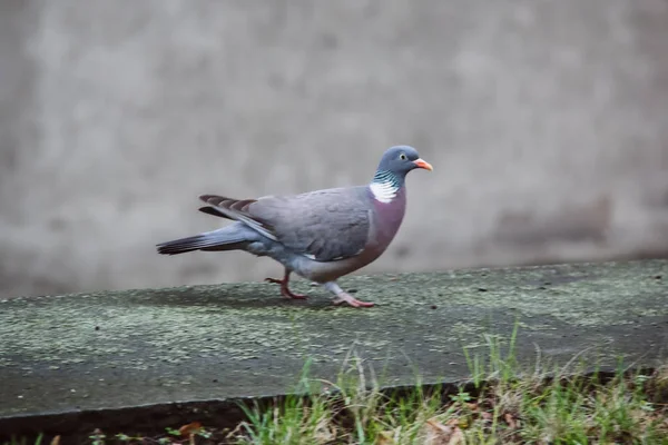 Duif lopen op een muur dichtbij de hoofdweg — Stockfoto