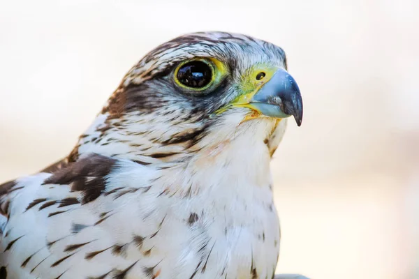 Elenganter Gebetsvogel lauert auf seinem Opfer — Stockfoto