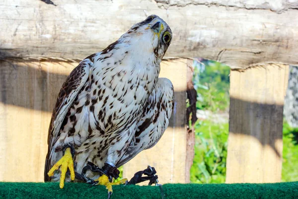 Elengant oiseau de prière qui rôde sur sa victime — Photo