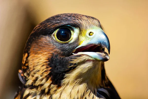 Beau Prédateur Élégant Oiseau Qui Cache Sur Victi — Photo