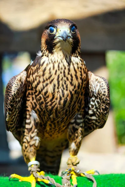 Elenganter Gebetsvogel lauert auf seinem Opfer — Stockfoto