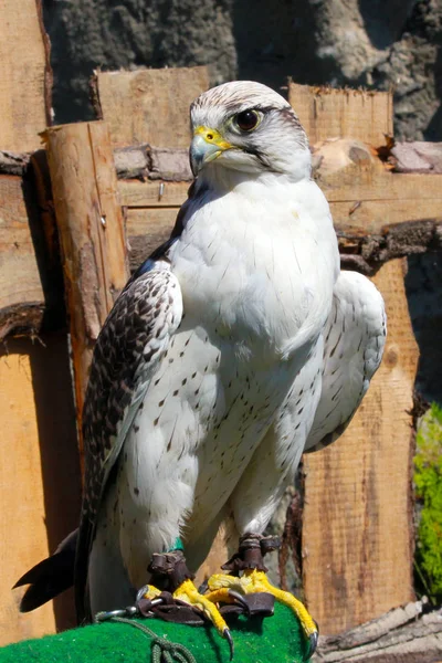 Elengant oiseau de prière qui rôde sur sa victime — Photo