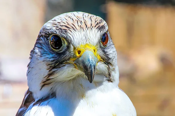 Elengant oiseau de prière qui rôde sur sa victime — Photo