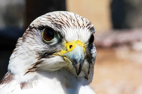 Elengant oiseau de prière qui rôde sur sa victime — Photo