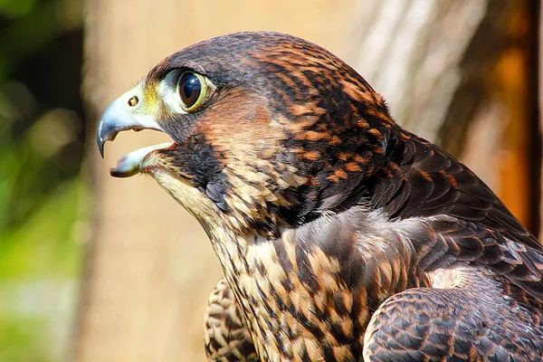 Elengant oiseau de prière qui rôde sur sa victime — Photo