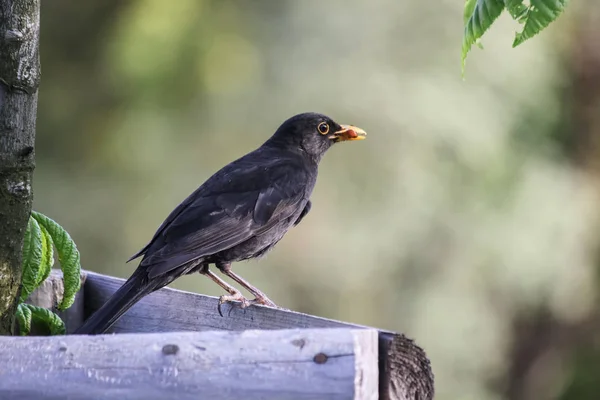 black bird in tree in spring