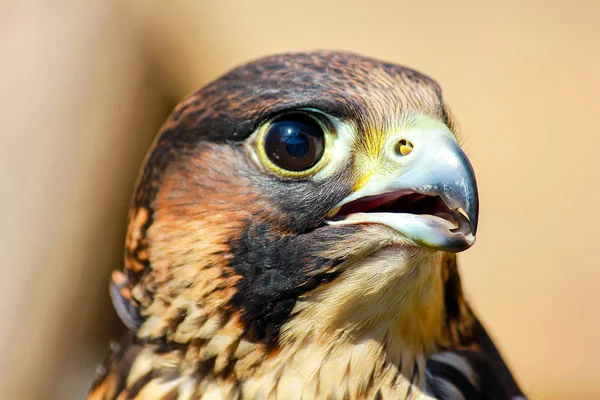 Élégant oiseau de prière, un oiseau qui rôde sur sa victime — Photo