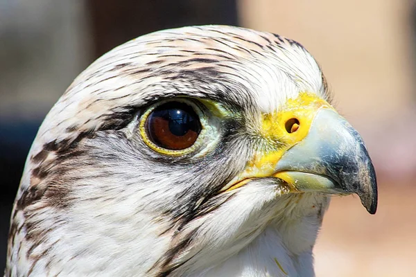 Eleganter Gebetsvogel, ein Vogel, der auf seinem Opfer lauert — Stockfoto