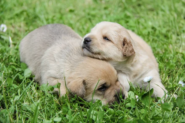 Golden puppies, spring nature, still born — Stock Photo, Image