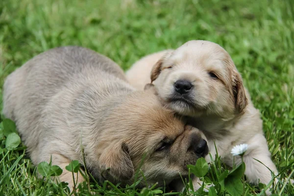 Golden puppies, spring nature, still born — Stock Photo, Image