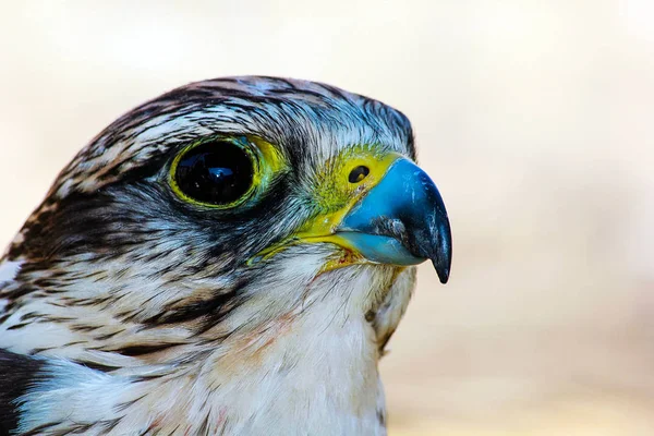 Élégant oiseau de prière, un oiseau qui rôde sur sa victime — Photo