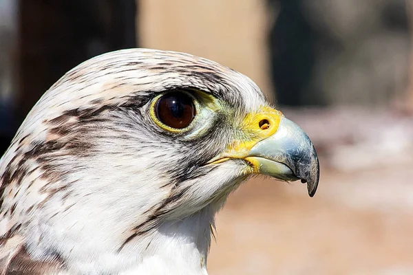 Güzel Zarif Yırtıcı Hayvan Onun Victi Gizlenmiş Bir Kuş — Stok fotoğraf