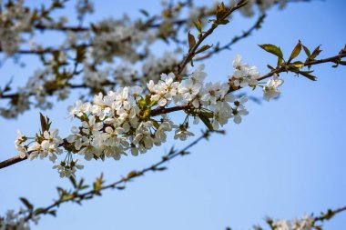 güzel çiçekli ağaçlar bahar güneşli havalarda