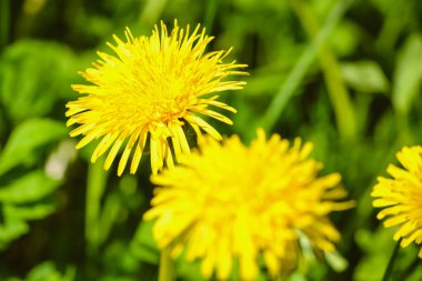 güzel karahindiba bahar sembolü