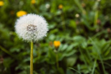 güzel karahindiba bahar sembolü