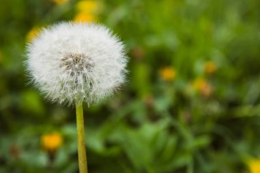 güzel karahindiba bahar sembolü