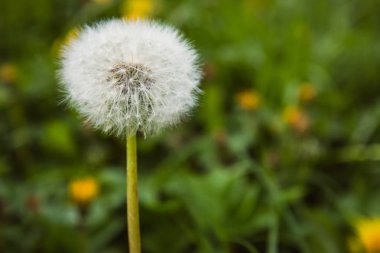 güzel karahindiba bahar sembolü
