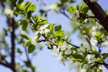 güzel çiçekli ağaçlar bahar güneşli havalarda