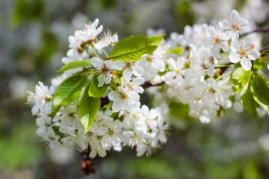 güzel çiçekli ağaçlar bahar güneşli havalarda