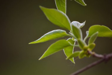 sıcak bahar güneşin çiçek açan doğanın güzelliği