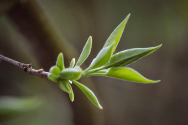 sıcak bahar güneşin çiçek açan doğanın güzelliği