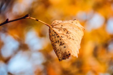 Bir sonbahar sabahı bitkiler üzerinde çiy