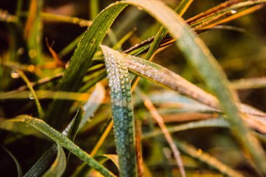 Bir sonbahar sabahı bitkiler üzerinde çiy