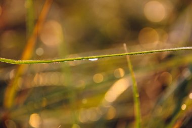 Bir sonbahar sabahı bitkiler üzerinde çiy