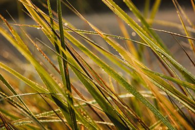 Bir sonbahar sabahı bitkiler üzerinde çiy
