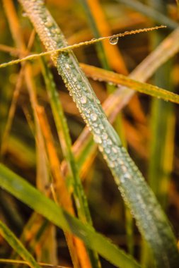 Bir sonbahar sabahı bitkiler üzerinde çiy