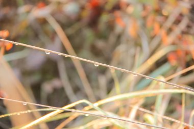 Bir sonbahar sabahı bitkiler üzerinde çiy