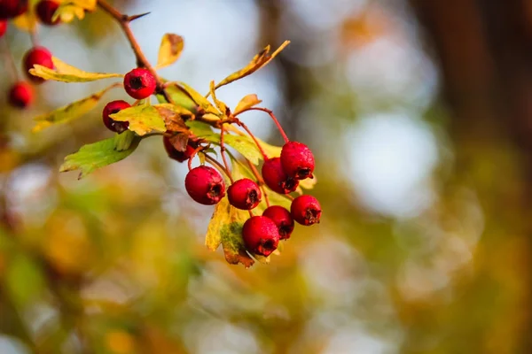 Pometum in una mattina d'autunno — Foto Stock