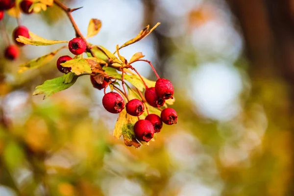 Pometum in una mattina d'autunno — Foto Stock