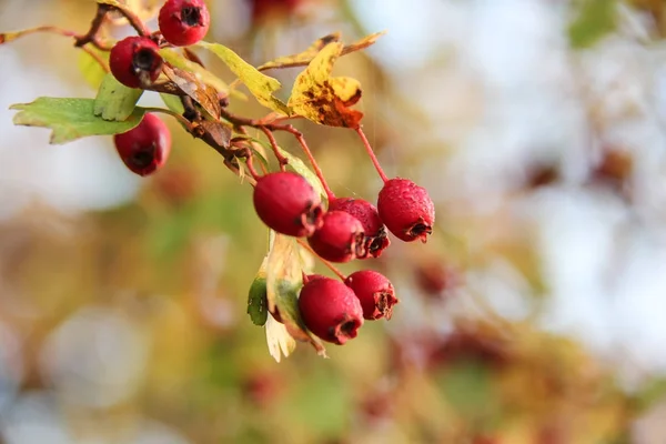 Pometum in una mattina d'autunno — Foto Stock