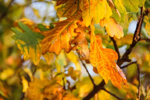 Rocíe las plantas en una mañana de otoño —  Fotos de Stock