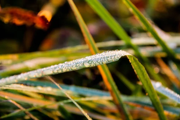 Rosa na rostlinách v podzimní ráno — Stock fotografie