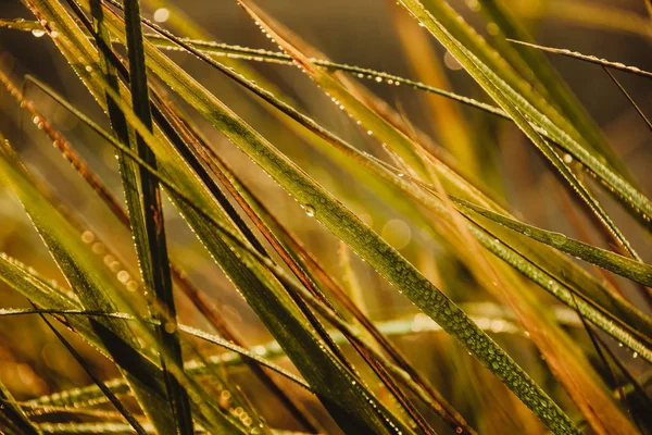 Tau auf Pflanzen an einem Herbstmorgen — Stockfoto