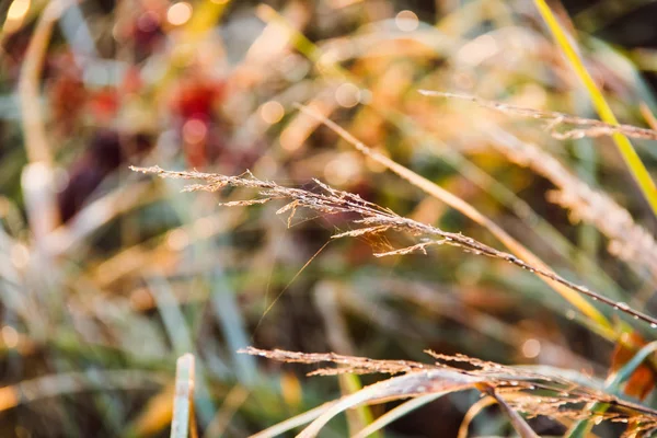 Tau auf Pflanzen an einem Herbstmorgen — Stockfoto