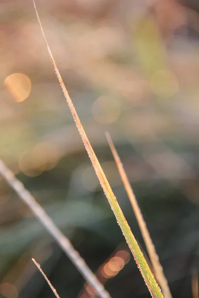 Tau auf Pflanzen an einem Herbstmorgen — Stockfoto