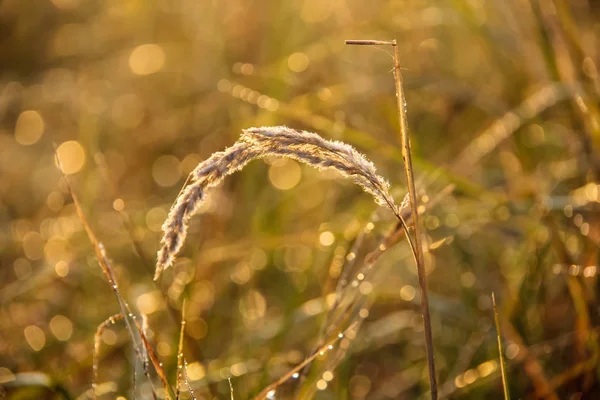 Tau auf Pflanzen an einem Herbstmorgen — Stockfoto