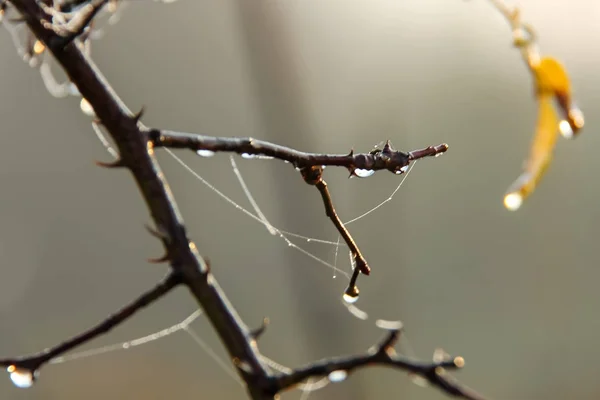 Rugiada su rami e foglie in una bella mattina di autunno — Foto Stock