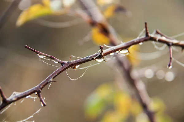 Dew on branches and leaves at a beautiful autumn morning — Stock Photo, Image