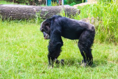 küçük ve büyük maymun ve maymunlar tutsak