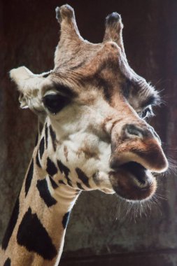 tutsak hayvanat bahçesinde zürafa