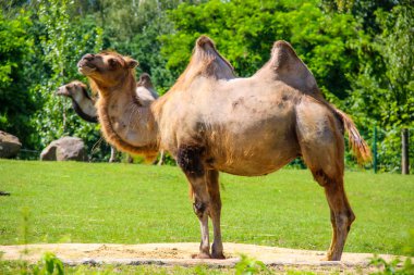 tutsak hayvanat bahçesinde zürafa