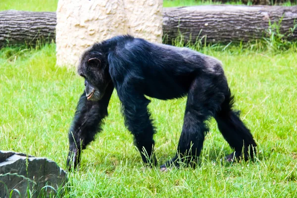 Pequenos e grandes macacos e macacos em cativeiro — Fotografia de Stock